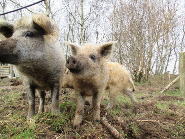 First WWOOF experience